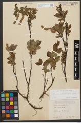 Foto von Salix waldsteiniana Willd.